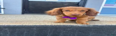 Miniature Dachshund 1