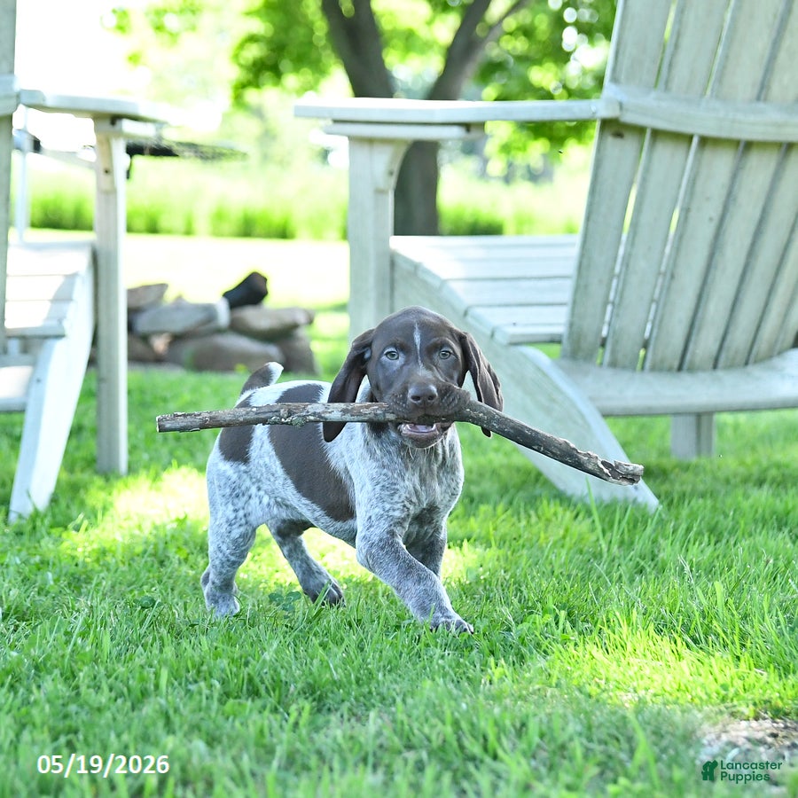 German Shorthaired Pointer dogs Georgia - Ad 1