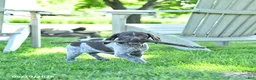 German Shorthaired Pointer dogs for sale: Georgia - Ad 1
