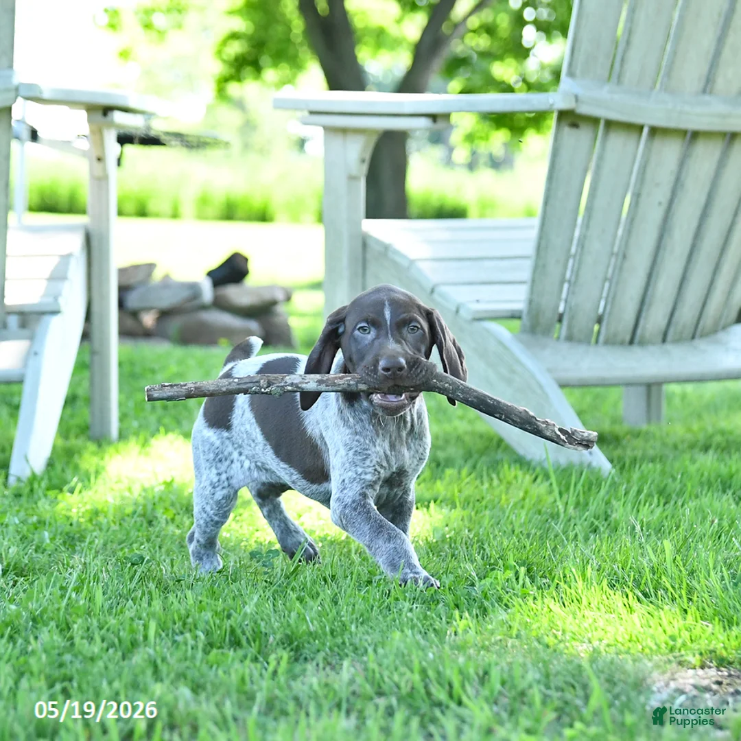 German Shorthaired Pointer dogs for sale: Georgia - Ad 1
