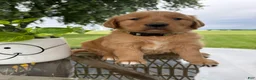 Golden Retriever dogs for sale: Bones - Ad 13