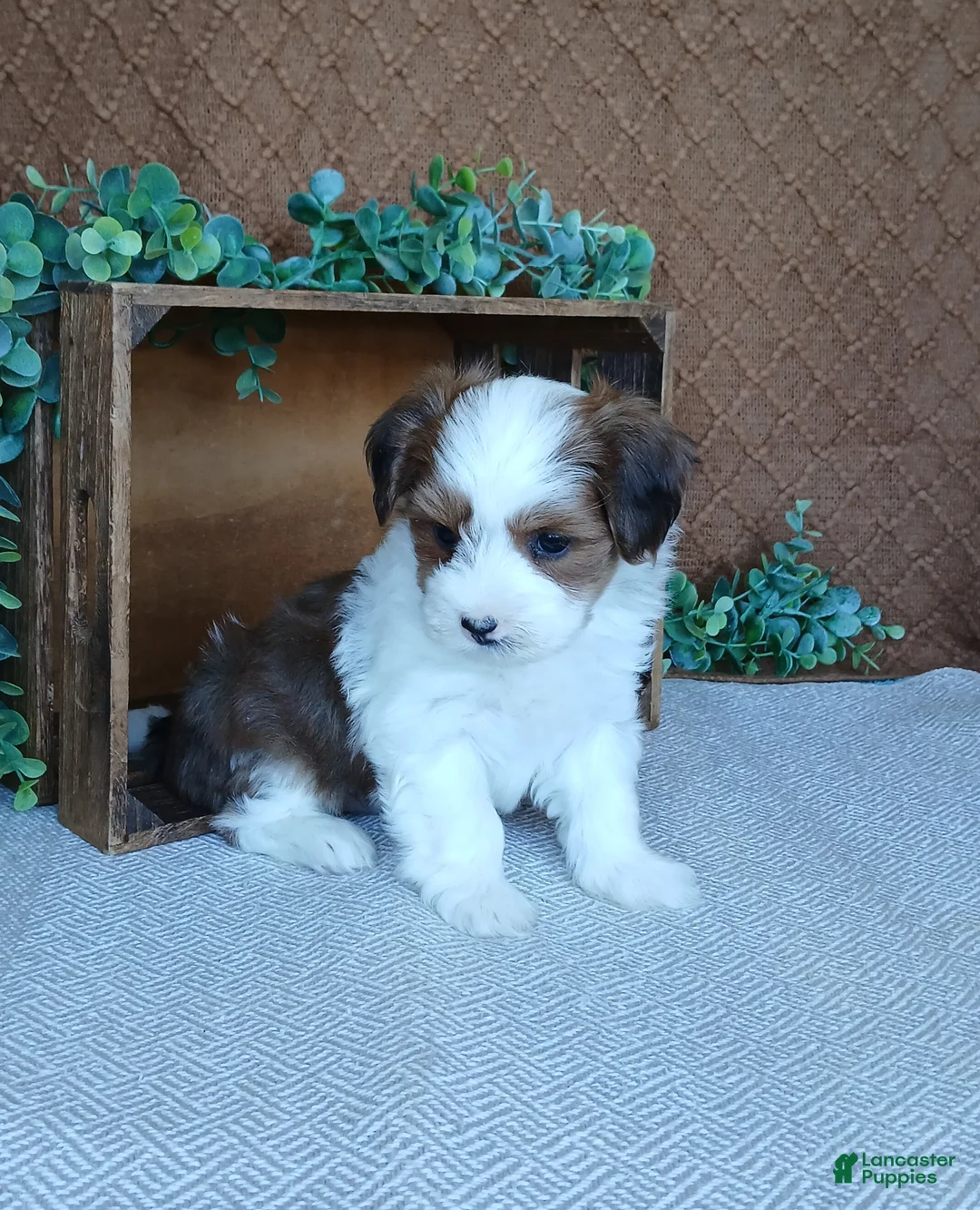 Havanese dogs for sale: Kylie  - Ad 2