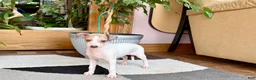 Italian Greyhound dogs for sale: Italian Greyhound female 3 white and fawn  - Ad 5