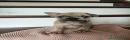 French Bulldog dogs for sale: Daisy - Ad 3