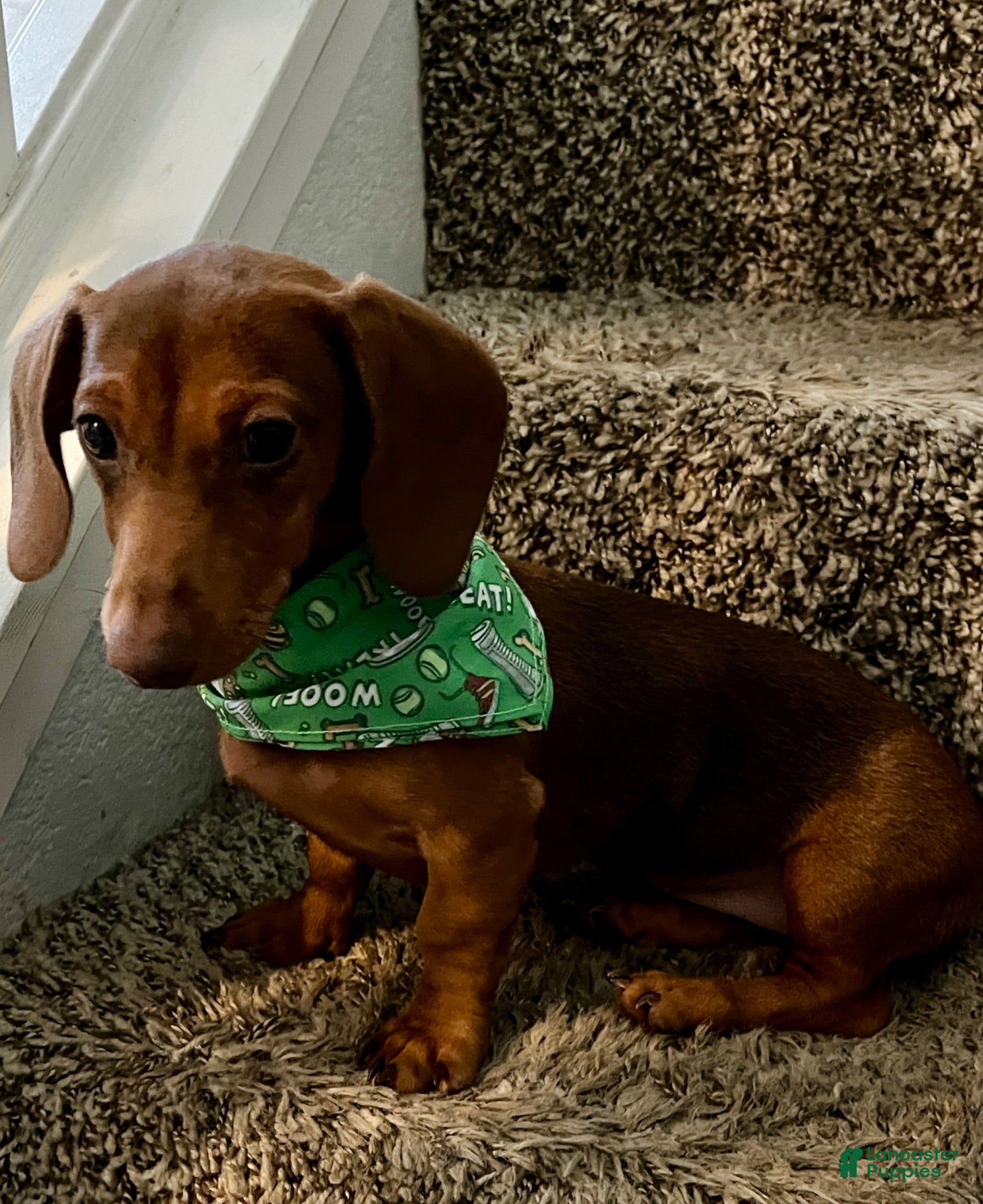 Dachshund dogs Dachshund 1 - Ad 32