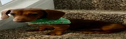 Dachshund dogs for sale: Dachshund 1 - Ad 1