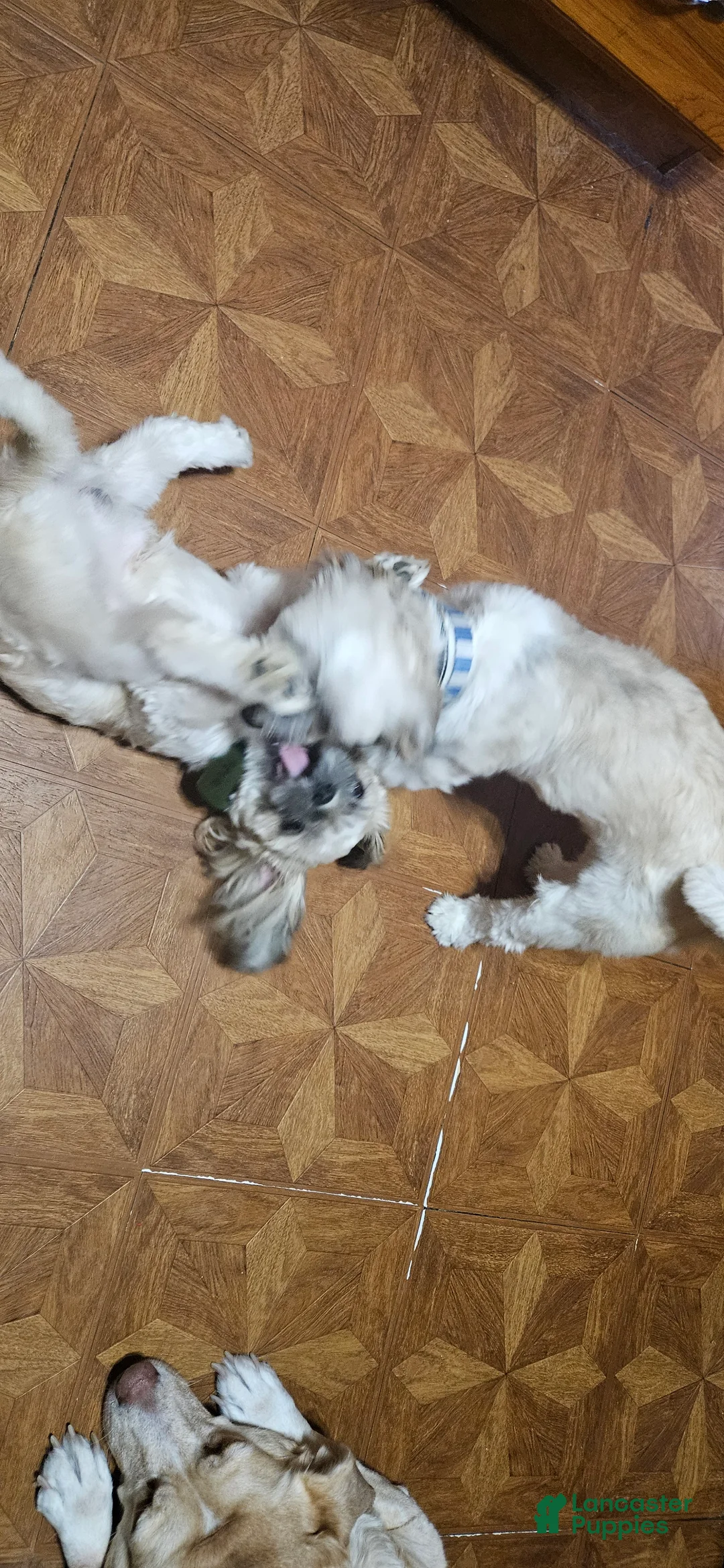 Shih Tzu dogs for sale: Reese - Ad 2