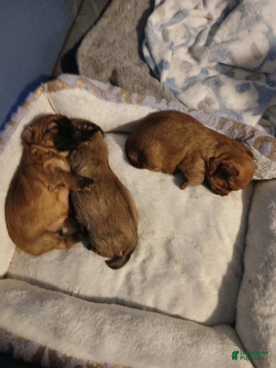 Morkie dogs Morkie 1 - Ad 40