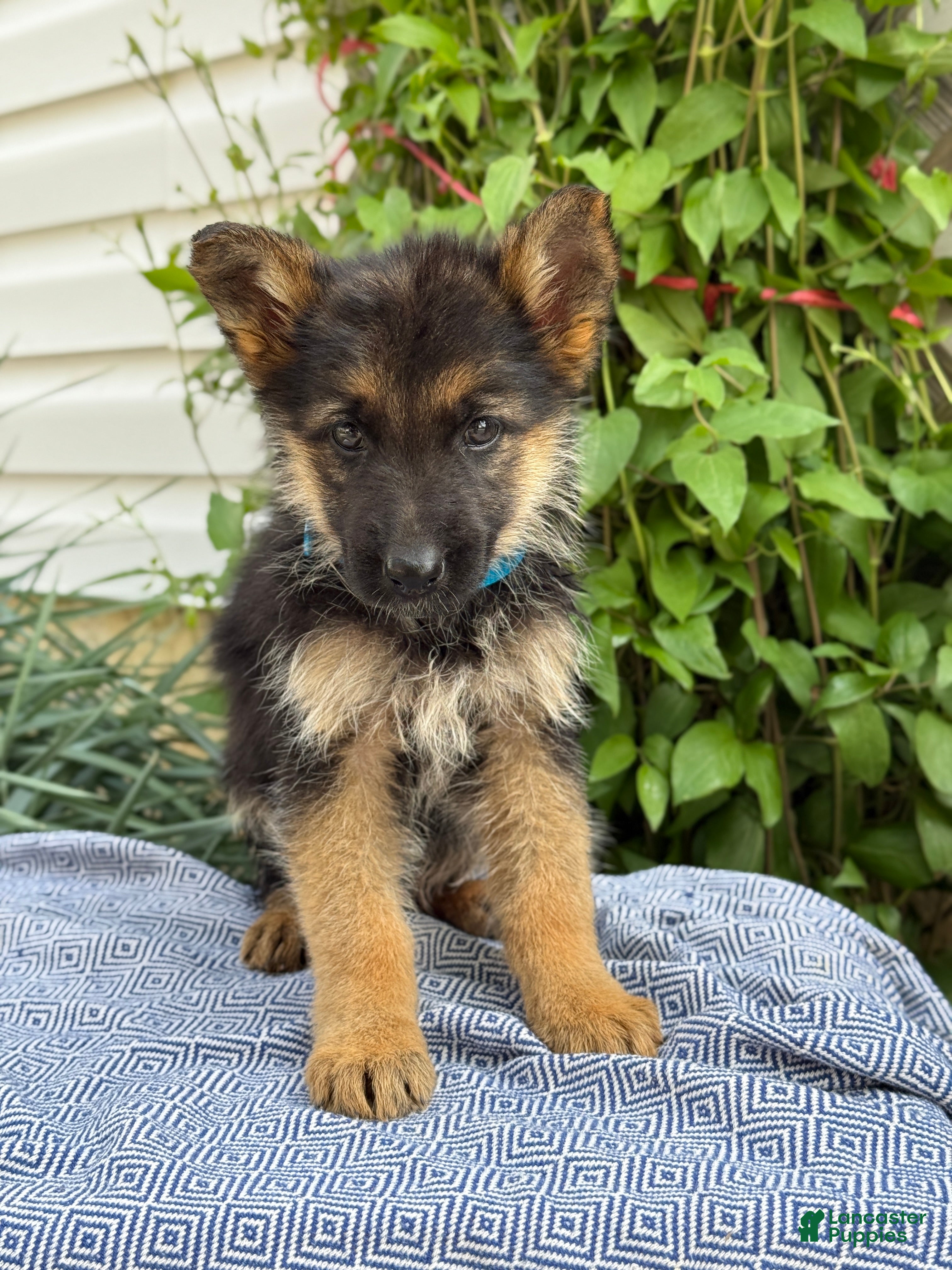 German Shepherd dogs Gabby - Ad 1