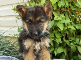 German Shepherd dogs for sale: Gabby - Ad 4