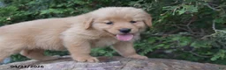 Golden Retriever dogs for sale: Nora - Ad 4