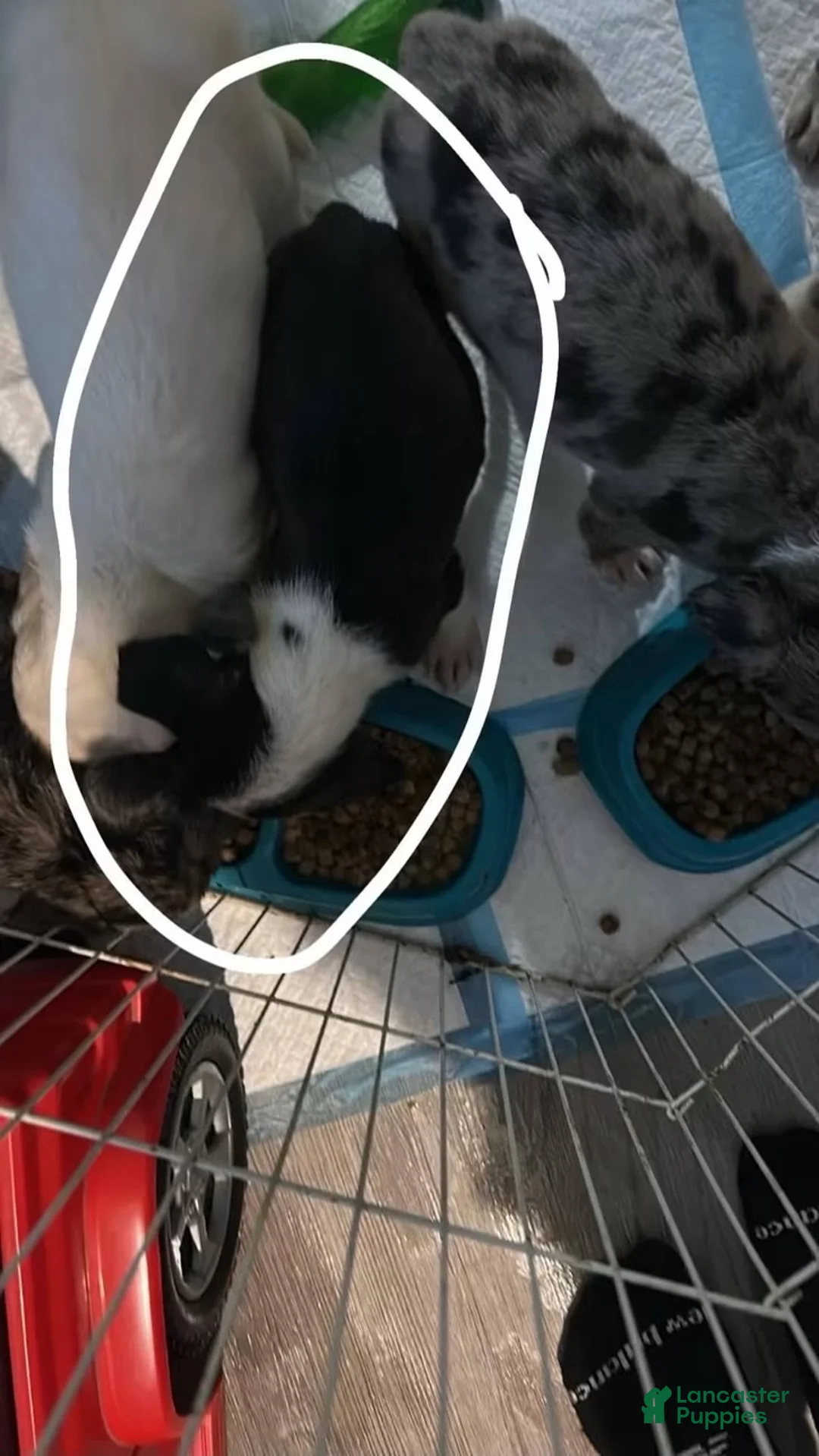 Mixed Breed dogs for sale: Mixed Breed 1 - Ad 2
