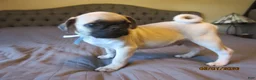 Pug dogs for sale: Pug Puppy 1 - Ad 6