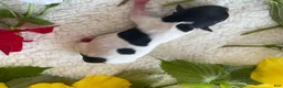 Biewer Terrier dogs for sale: Biewer Terrier 5. Lilly - Ad 5