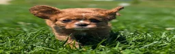 Cavalier King Charles Spaniel dogs for sale: Ruby - Ad 9