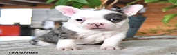 Frenchton dogs for sale: Ellen  - Ad 2