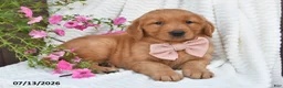 Golden Retriever dogs for sale: Coco - Ad 4
