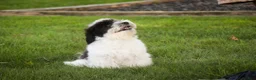 Havanese dogs for sale: Ivan Havanese Puppy  - Ad 30