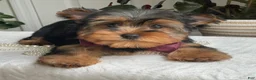 Yorkshire Terrier dogs for sale: Flo - Ad 4