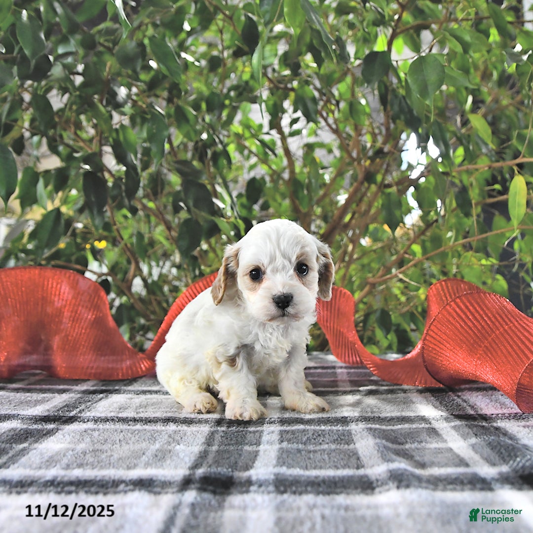 Cavapoo dogs for sale: Gracie - Ad 8