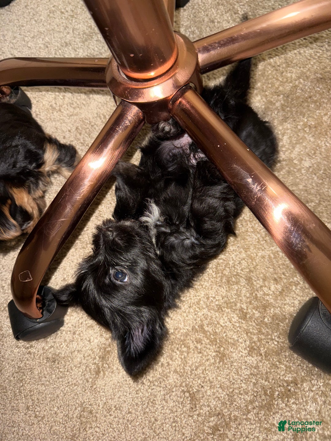 Yorkshire Terrier dogs for sale: Pudding - Ad 2