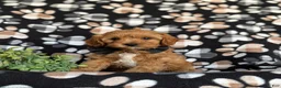 Cavapoo dogs for sale: Murphy - Ad 3