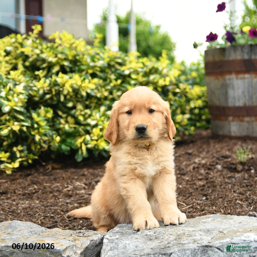 Golden Retriever dogs for sale: Jasper - Ad 2