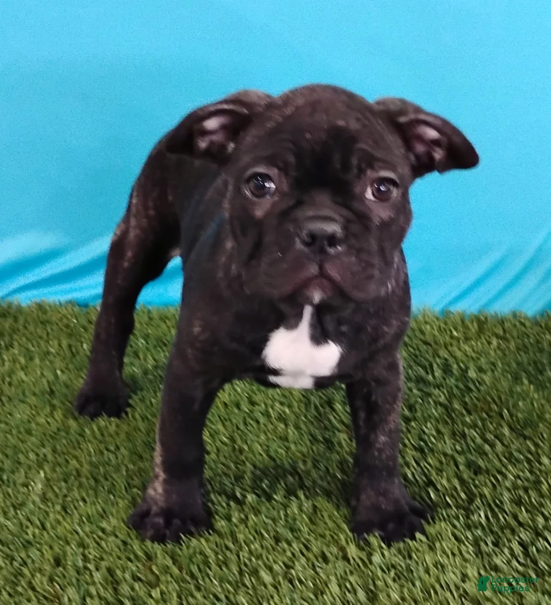 Frenchton dogs for sale: Panda - Ad 4