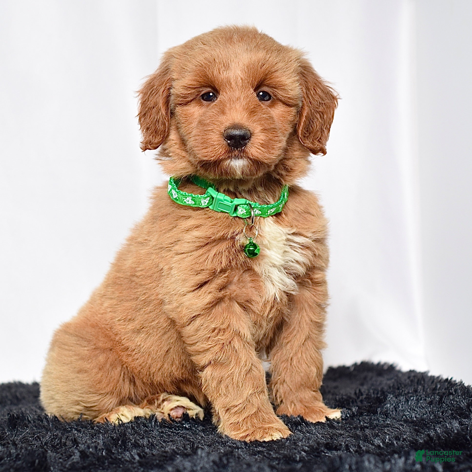 Mini Goldendoodle dogs Ms. Mona - Ad 1
