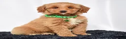 Mini Goldendoodle dogs for sale: Ms. Mona - Ad 1