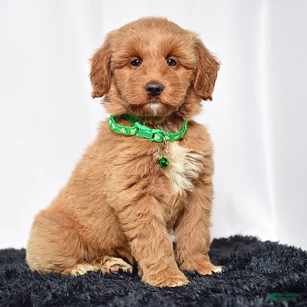 Mini Goldendoodle dogs for sale: Ms. Mona - Ad 1