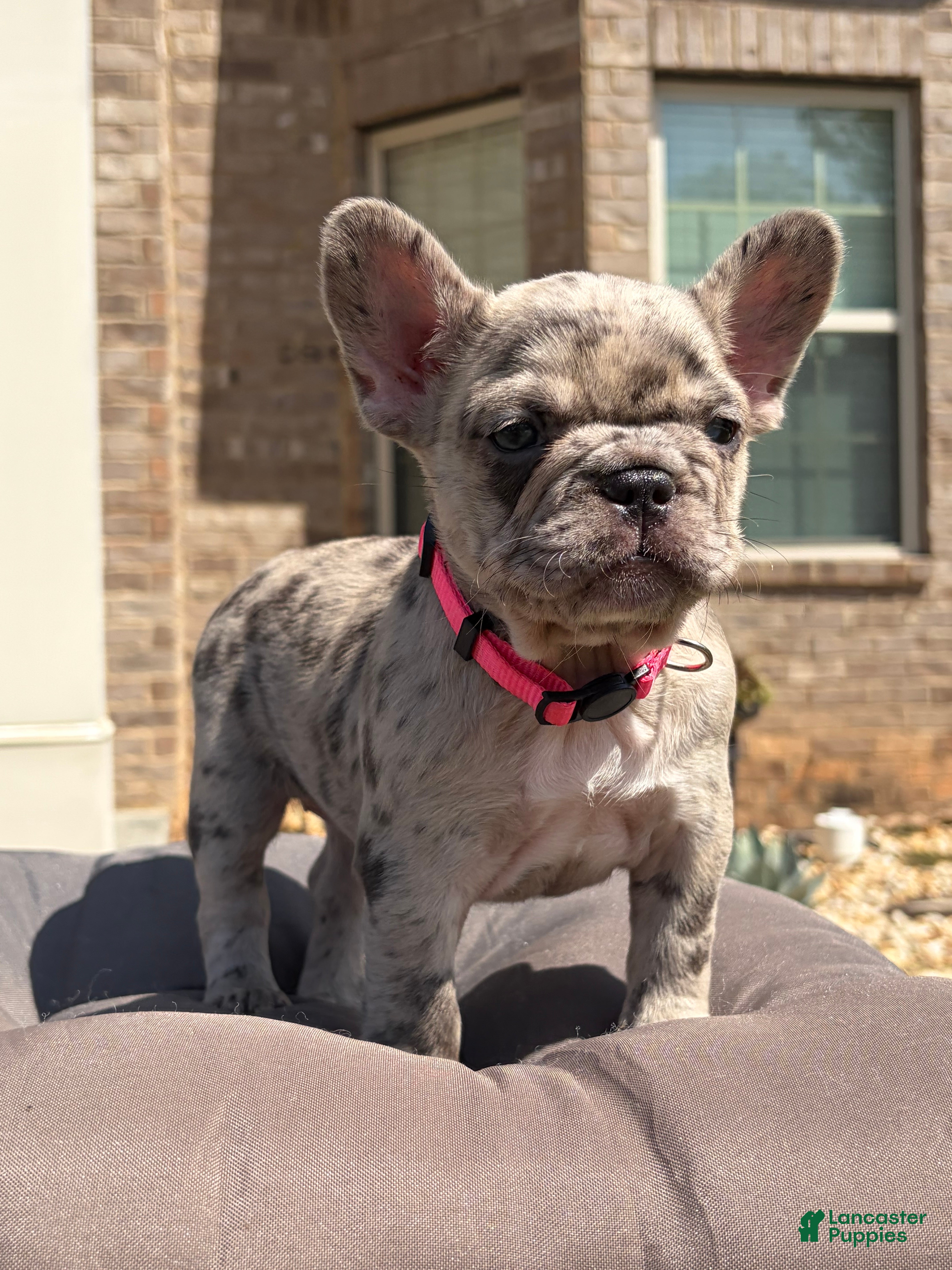 French Bulldog dogs Freeza  - Ad 2