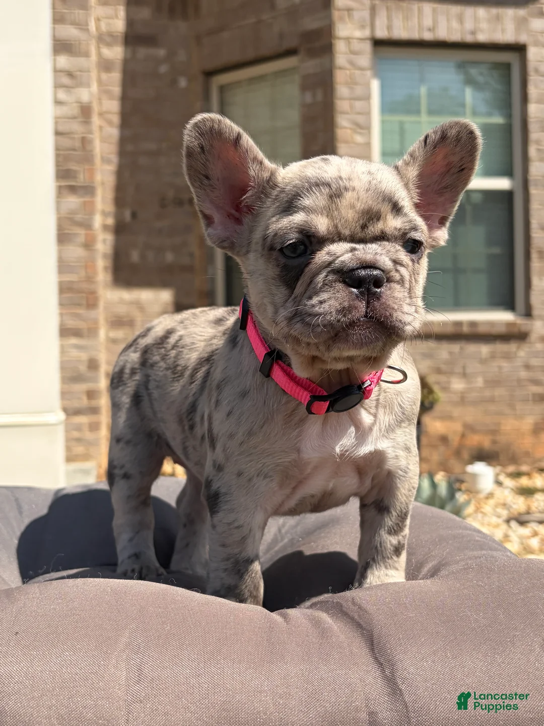 French Bulldog dogs for sale: Freeza  - Ad 2