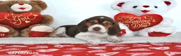 Beagle dogs for sale: Hunter - Ad 5