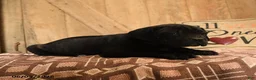 Cane Corso dogs for sale: Rambo - Ad 3