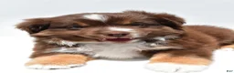 Miniature Australian Shepherd dogs for sale: Ross - Ad 8