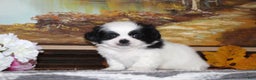 Shih Tzu dogs for sale: Tyler - Ad 4