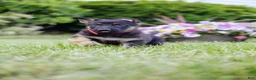 German Shepherd dogs for sale: Mario - Ad 3