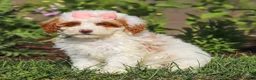 Miniature Poodle dogs for sale: Sally - Ad 6