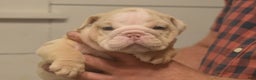 English Bulldog dogs for sale: Chloe - Ad 1