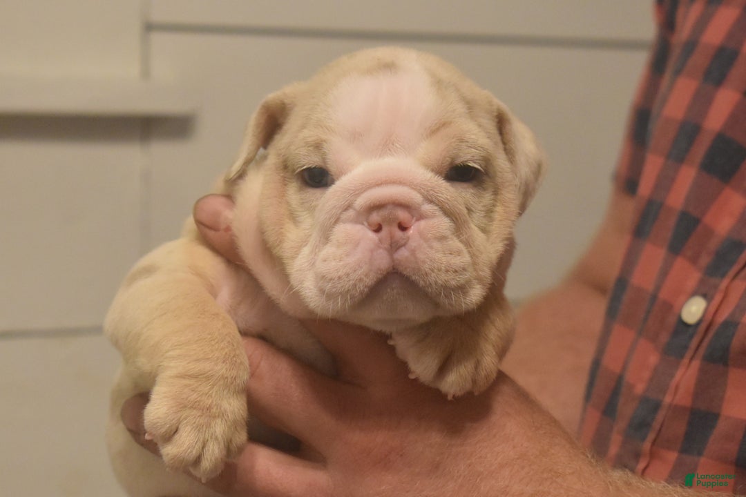 English Bulldog dogs for sale: Chloe - Ad 1