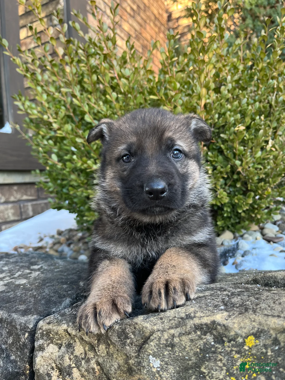 German Shepherd dogs for sale: Wayde - Ad 5