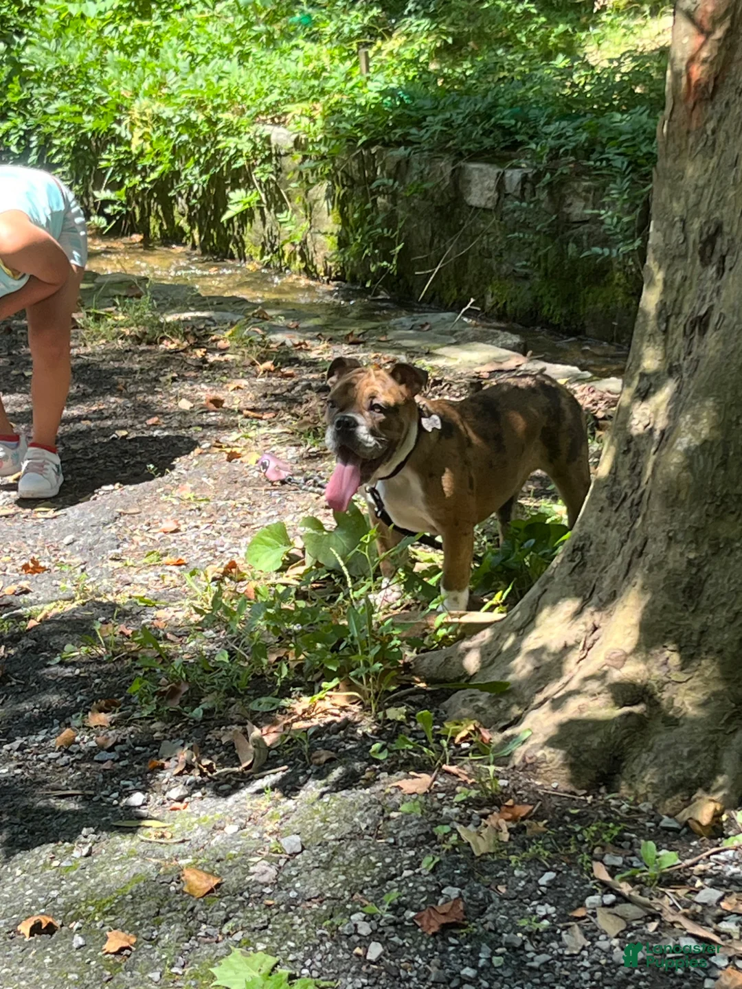 Mixed Breed dogs for sale: Mixed Breed Puppy 1 - Ad 1