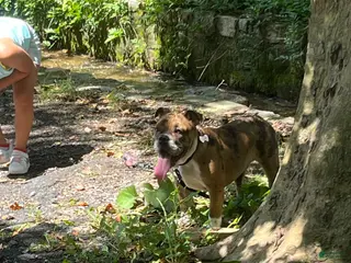 Mixed Breed dogs Mixed Breed Puppy 1 - Ad 16