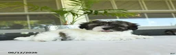 Teddy Bear dogs for sale: Kalli - Ad 4