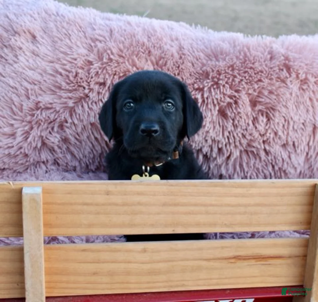 Labrador Retriever dogs for sale: Brown Collar - Ad 12