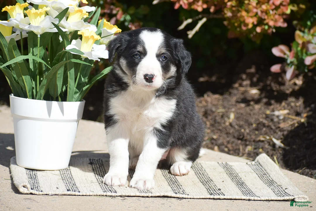 Border Collie dogs for sale: Darcy - Ad 2
