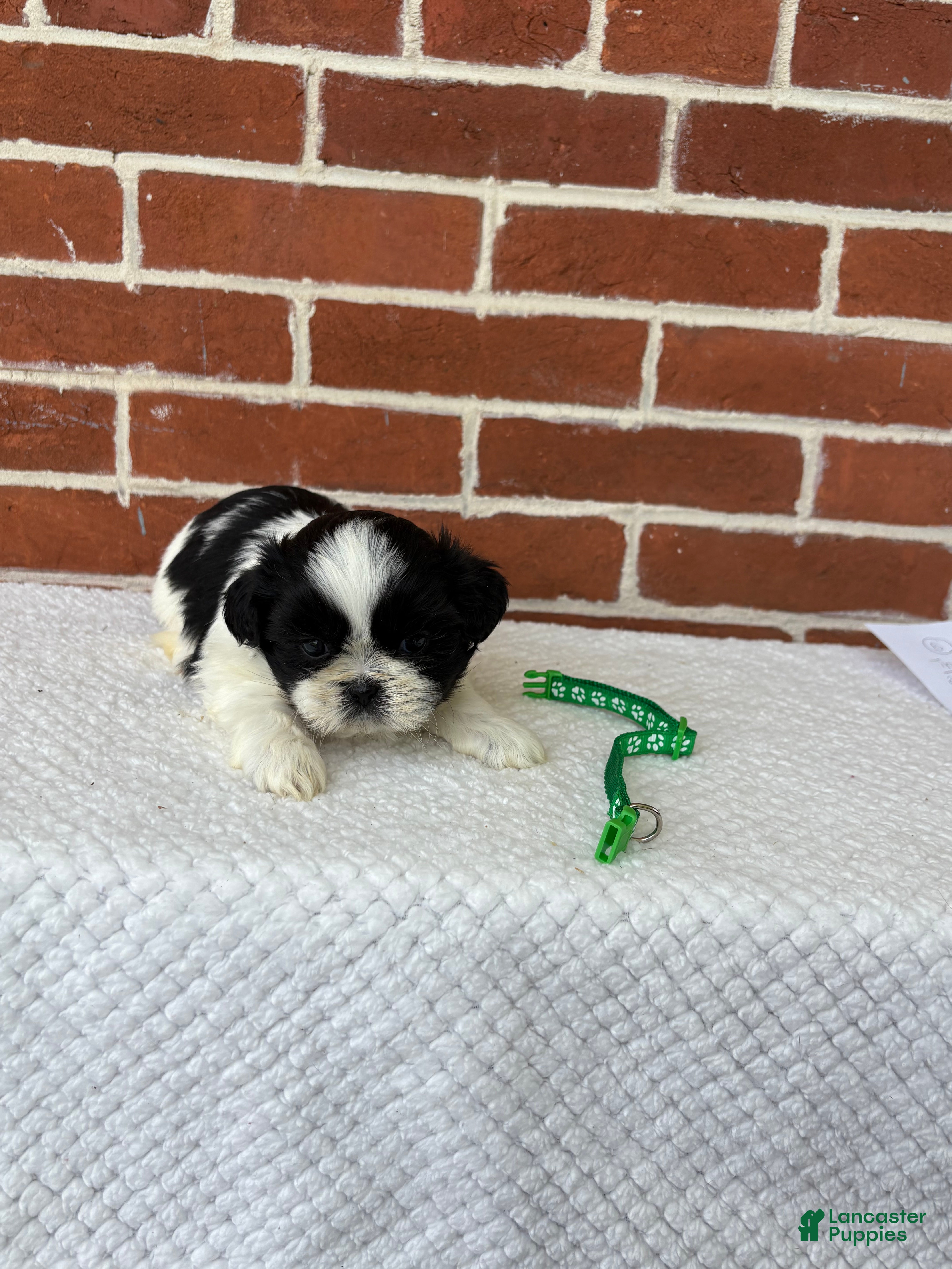 Shih Tzu dogs for sale: Linus - Ad 8
