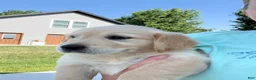 Golden Retriever dogs for sale: Grace - Ad 14