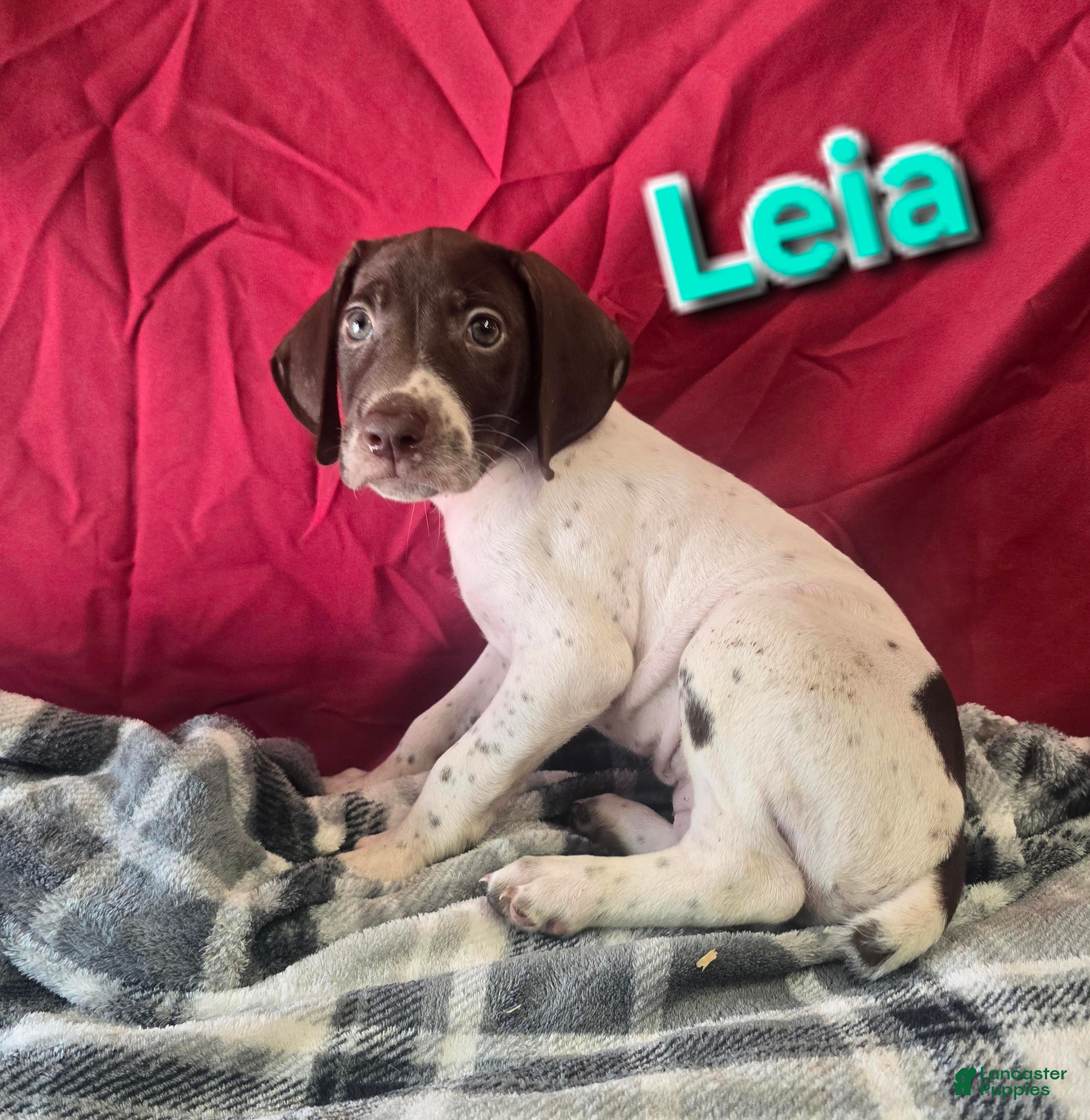 German Shorthaired Pointer dogs LEIA - Ad 32